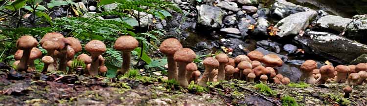 mushrooms
